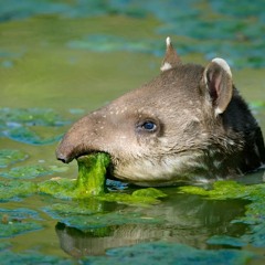 Tapir [Instrumental]