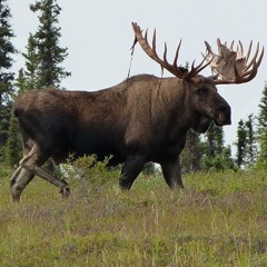 MOOSE LODGE FREAK OUT