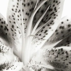 drksdwh  w. mollyarmani