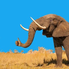 EEEEEEEEEEEE instrumental bop