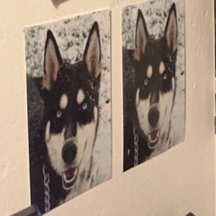 9090gate - robot dog