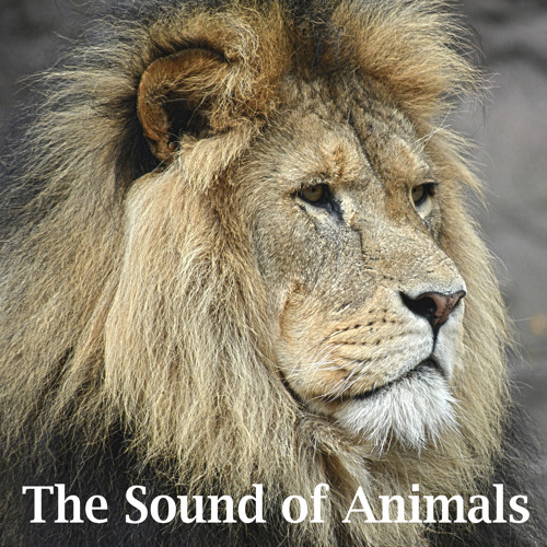 Listen to Lion Roar Sound Effect by My Intentional Success in lion playlist  online for free on SoundCloud