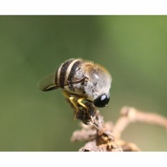 HK_Calm-&-Steady_tracks_275