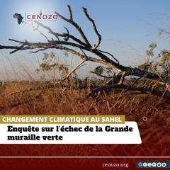 Lutte contre le changement climatique au Sahel : enquête sur l’échec de la Grande muraille verte