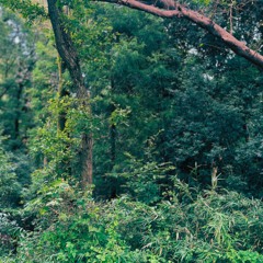 Late Summer Cicadas and Forest Insects