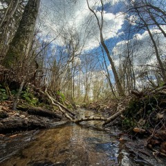 Sound of a Forest Stream - Nature - Spring - River