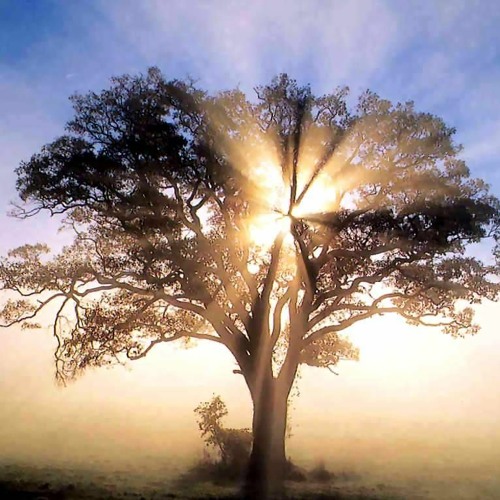 Khutbah - Eemaan has 70 odd branches, its highest of them is the saying of “Laa ilaaha illa Allaah”