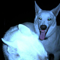 DogPound
