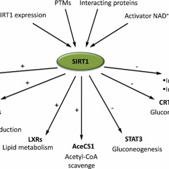 Watts Doc #47: The Redox Role In Adaptation, Recovery, and Nutrition