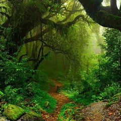 welcome to the Amazon🕉️🔱🖤🌿🍀☘️