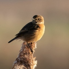 심규선-My Little Bird(cover by위도)