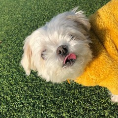 솜 Somm - My Dear Heart