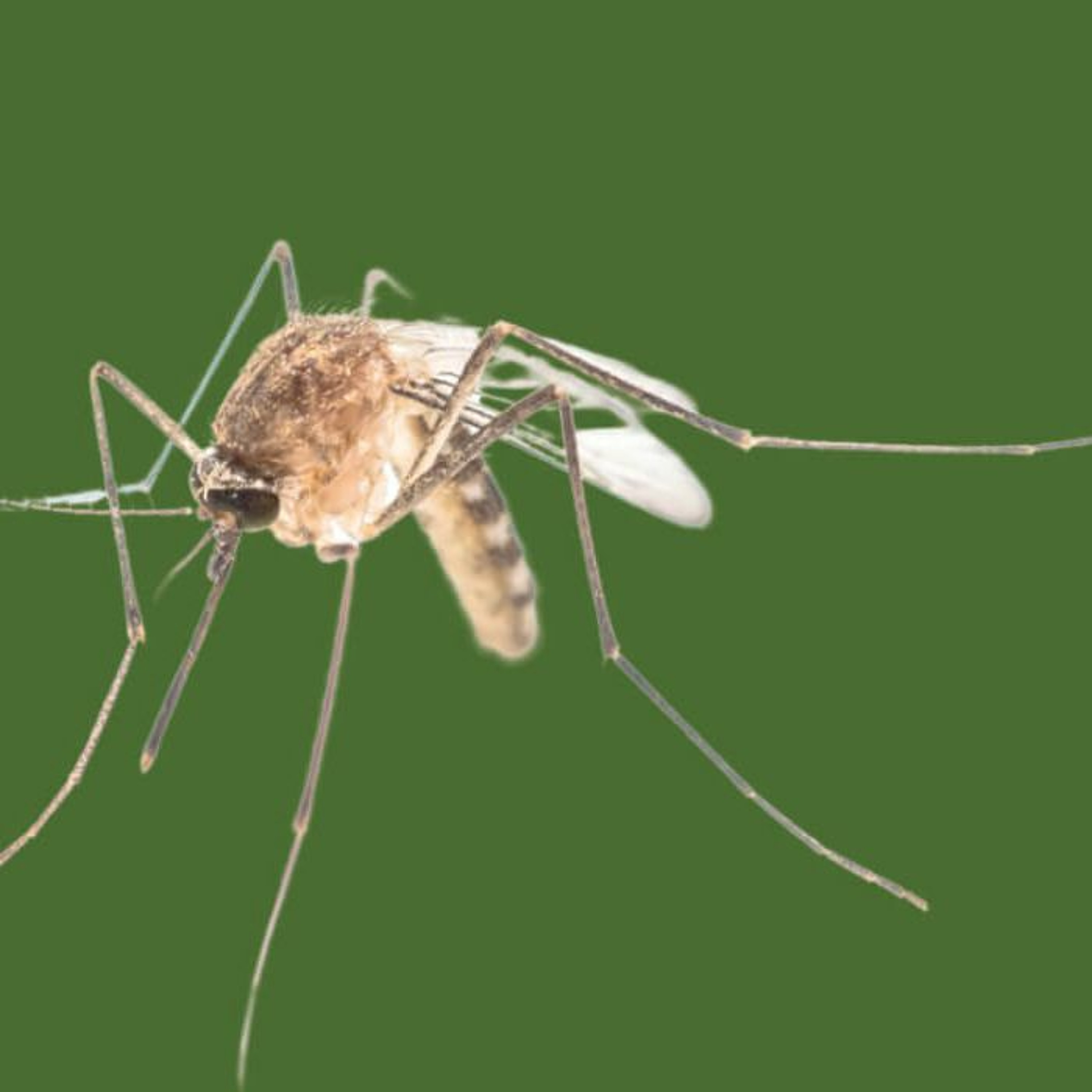 Mosquitoes and Mission - The Far East - October 2021 episode artwork