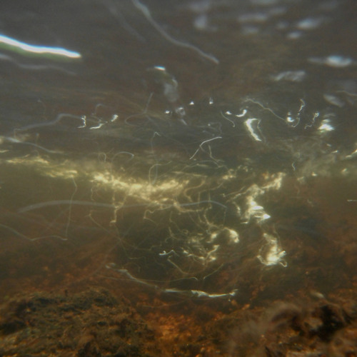 full moon trembles on the surface of the creek