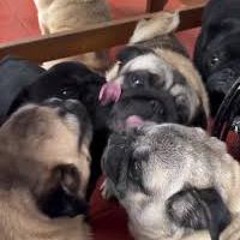 ANTHEM FREESTYLE +murikgk1