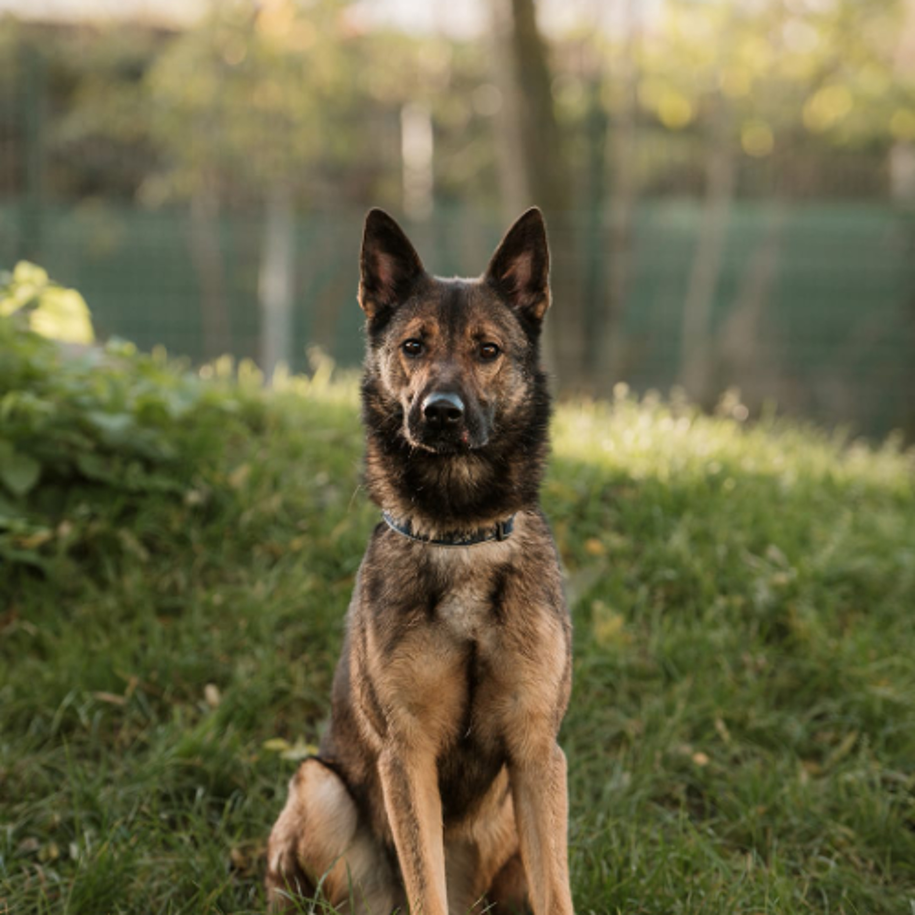 Körbchen gesucht vom 16.04.2025 - Hund Leo episode artwork