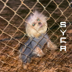 syca in