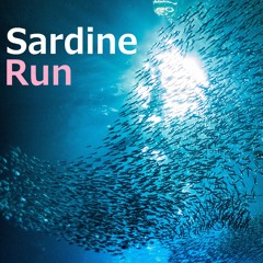 Sardine Run