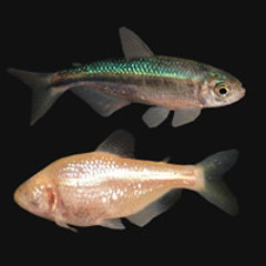 Adaptive Loss of Gene Function in Cavefish - BIO323 S25