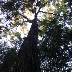 Sound Walk in a Creepy Forest!