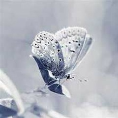 winter butterfly (demo)