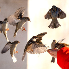 Worth More Than a Hundred Sparrows (Rebroadcast)