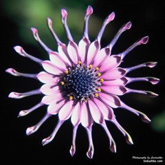 Wildflowers Part III & Video Link