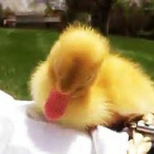 Stream A Bunch Of Baby Ducks Download Movies by Wasimekamblel Listen
