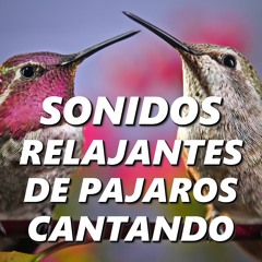 metano Jane Austen Permanecer Stream Sonidos De Pajaros | Listen to top hits and popular tracks online  for free on SoundCloud