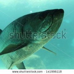 Top 10 Biggest Sea Creature