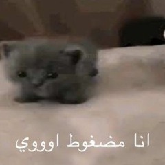 يا مزاجك يا صعيدي