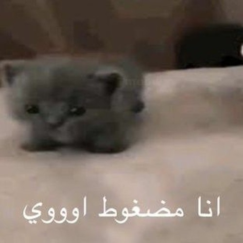 يا مزاجك يا صعيدي