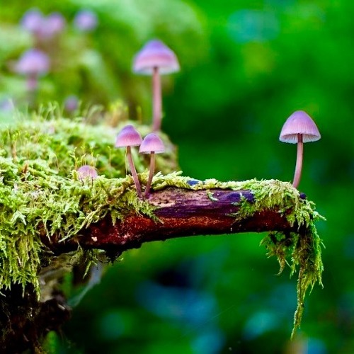 Toxic Roots Karma (Remix)