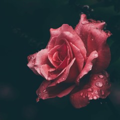 Crying Roses