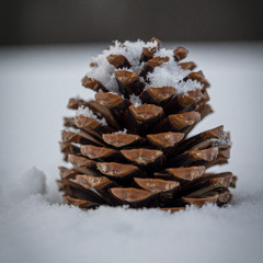 Christmas in Vermont