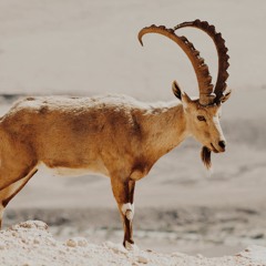 The Seeds of your Sorrow (Spitting Ibex) - Woylie Mix