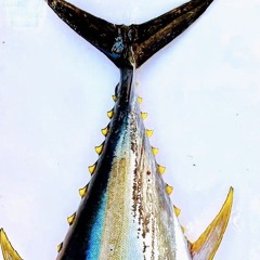 MAKKURO