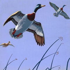 Duck Island