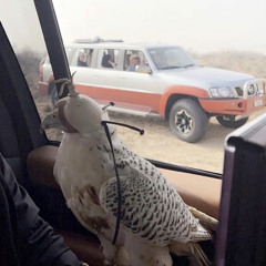 هونك علينا محمد المنهالي