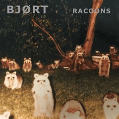 Bjørt - Racoons