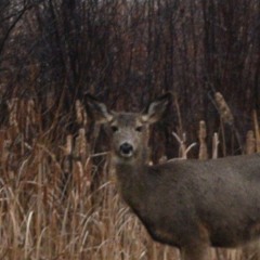 growingthread.mp3 (ver.1)