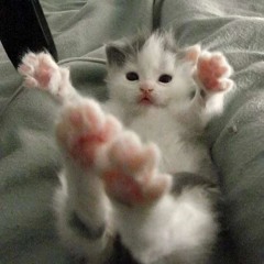 songsforreallifeenjoyers