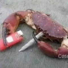 circus shitass core 150bpm