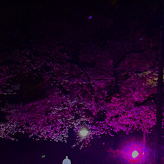 Sakurafreestyle