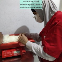 0813-8096-0396 Praktek Dokter Hewan Senen Jakarta Pusat