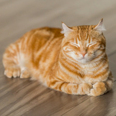 purrrrrrrr... meow.. MEOW!