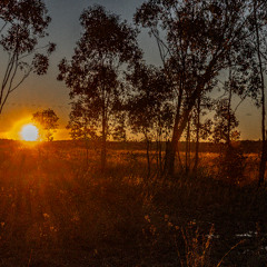 Pied Butcherbird Sunrise Recital