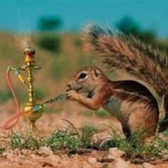 HDE 012 w/ Sector Y & Jack Roland