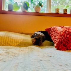 Song 4 Walking Dog