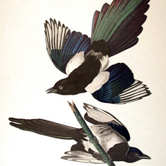 Birdsongs